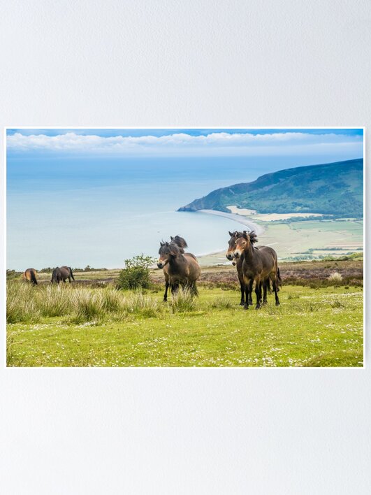 Thumbnail 1 of 3, Poster, Wild ponies in Exmoor, UK designed and sold by youngpip.