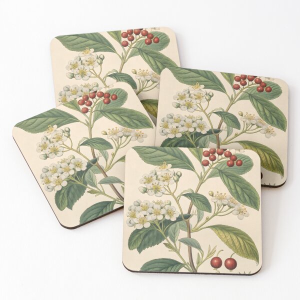 Item preview, vintage lithography poster with flowers and berries designed and sold by DuskTillDown.