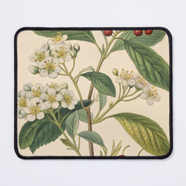 Item preview, vintage lithography poster with flowers and berries designed and sold by DuskTillDown.