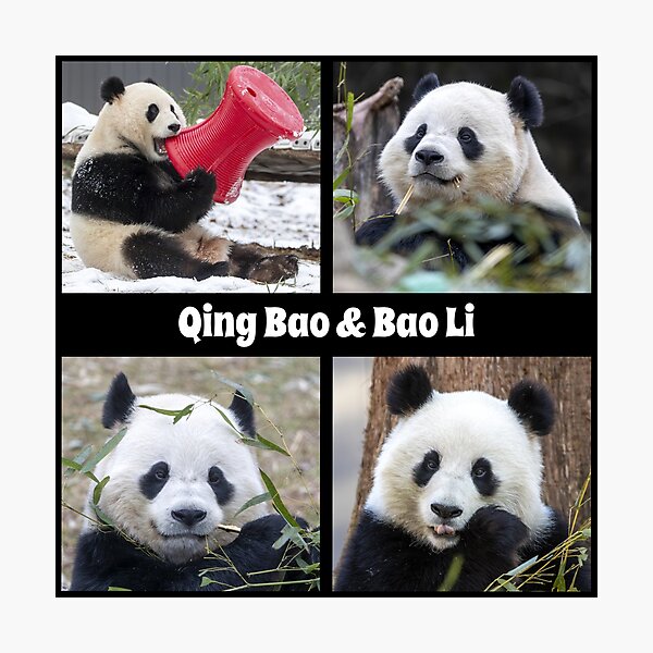 Item preview, Pandas Qing Bao and Bao Li at the Smithsonian's National Zoo designed and sold by Zoo and Nature Photography by Karie.