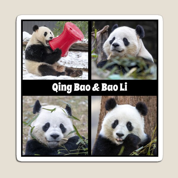 Item preview, Pandas Qing Bao and Bao Li at the Smithsonian's National Zoo designed and sold by Zoo and Nature Photography by Karie.