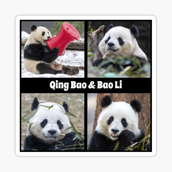 Artikel-Vorschau von Pandas Qing Bao und Bao Li im Smithsonian National Zoo, designt und verkauft von Zoo and Nature Photography by Karie.