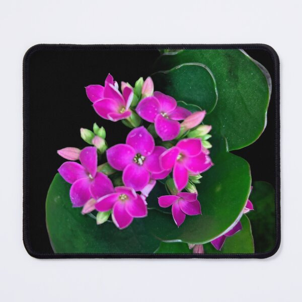 Item preview, Pink flowers with black background  designed and sold by Lauracolleen3.
