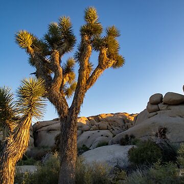 Artwork thumbnail, In the Arms of the Joshua Trees by EmmettBurnsPhotography