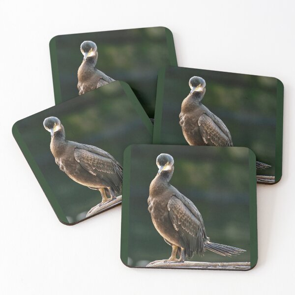 Item preview, Cormorán juvenil designed and sold by Tom McPherson Photography.