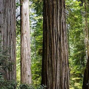 Artwork thumbnail, A Day with the Redwoods by EmmettBurnsPhotography