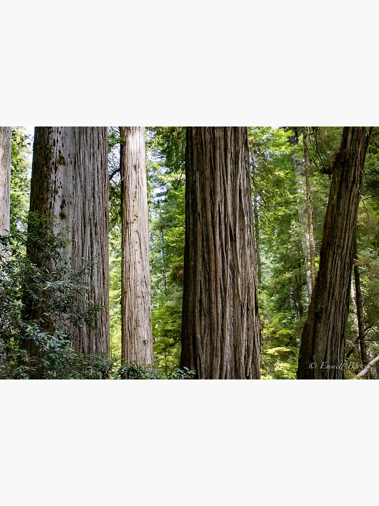 Thumbnail 3 of 3, Sticker, A Day with the Redwoods designed and sold by EmmettBurns.