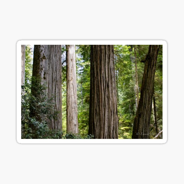 A Day with the Redwoods Sticker