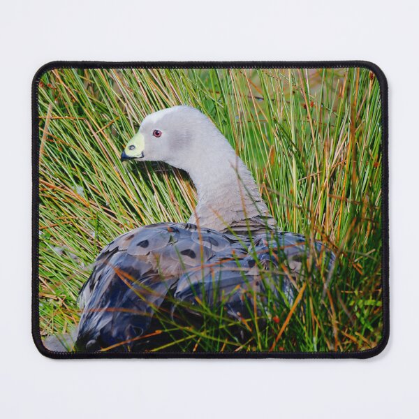 Item preview, Goose in the Grass designed and sold by D-GaP.