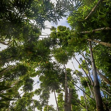 Artwork thumbnail, Bamboo in Hawaii by EmmettBurnsPhotography