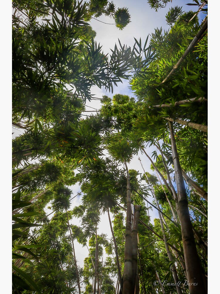 Thumbnail 3 of 3, Sticker, Bamboo in Hawaii designed and sold by EmmettBurns.