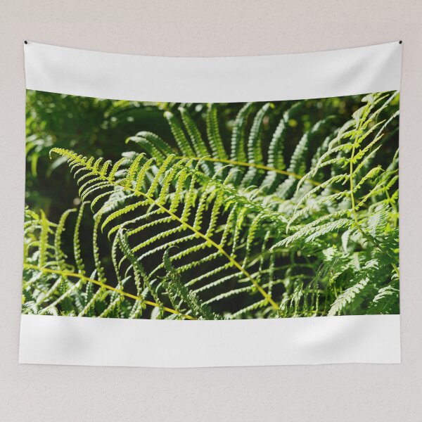 Item preview, fern photograph designed and sold by El-images1.