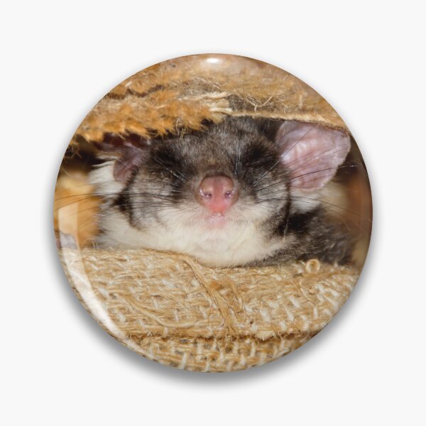 Item preview, Sleeping Possum at Magpie Springs by Avril Thomas designed and sold by MagpieSprings.