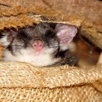 Artwork thumbnail, Sleeping Possum at Magpie Springs by Avril Thomas by MagpieSprings