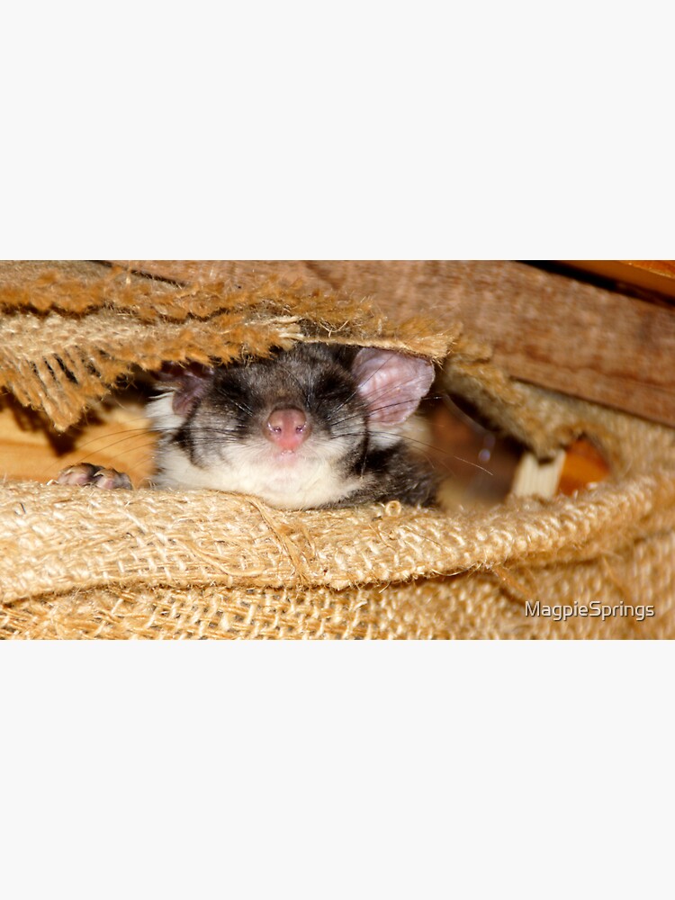 Thumbnail 3 of 3, Sticker, Sleeping Possum at Magpie Springs by Avril Thomas designed and sold by MagpieSprings.