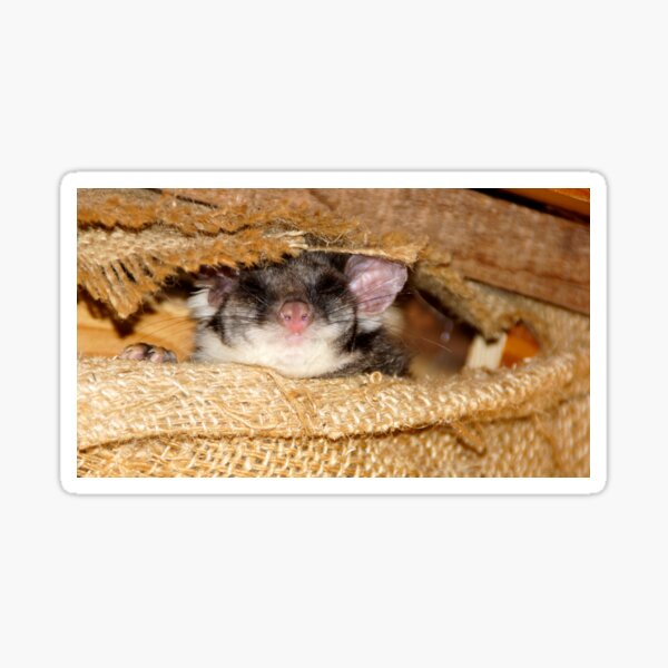Sleeping Possum at Magpie Springs by Avril Thomas Sticker