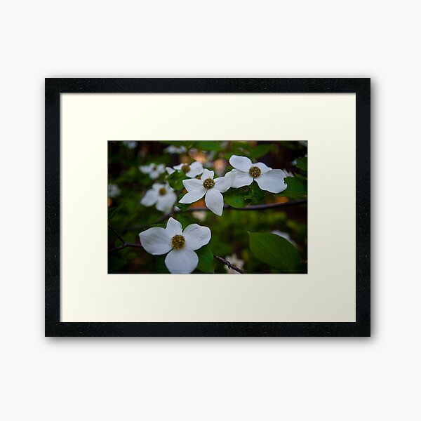 Dogwood Flowers Framed Art Print