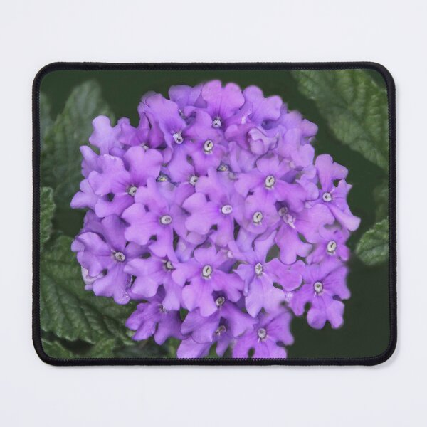 Item preview, Purple Phlox designed and sold by heatherfriedman.