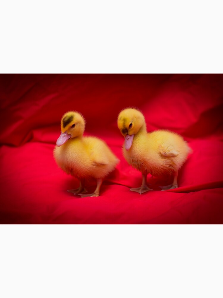 Johnson　Fuzzy　Ducklings