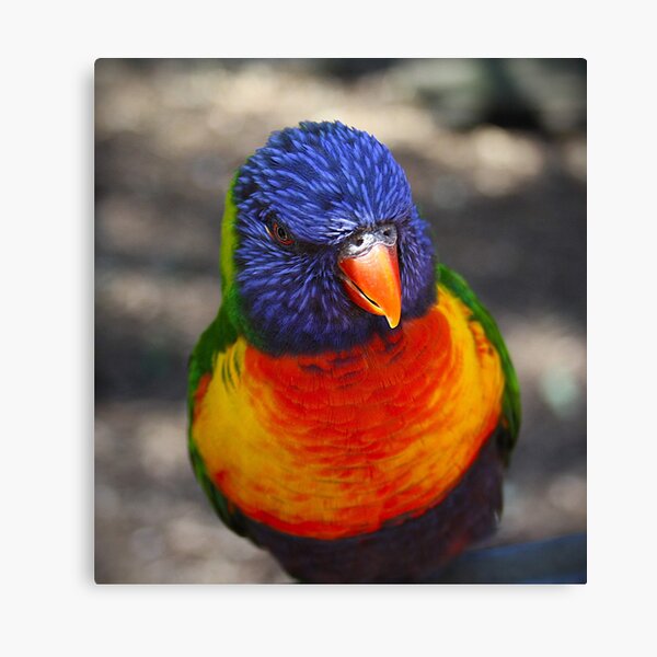 Item preview, Rainbow lorikeet  designed and sold by JessWickens91.