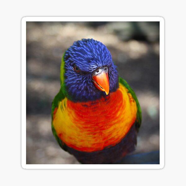 Item preview, Rainbow lorikeet  designed and sold by JessWickens91.