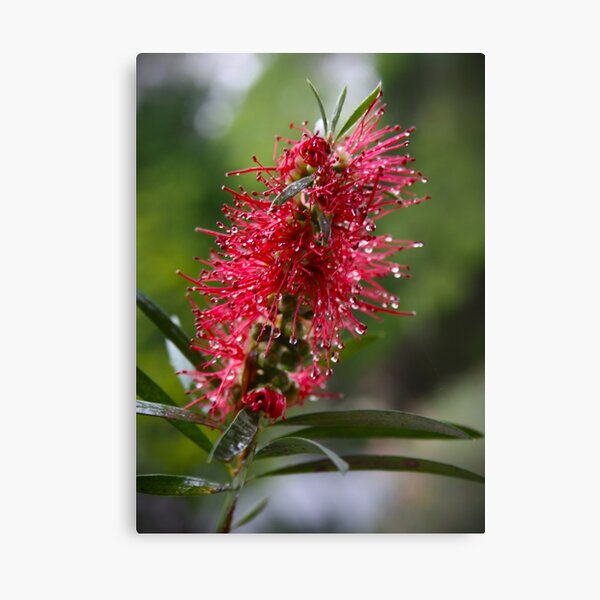 Item preview, Native Bottlebrush  designed and sold by JessWickens91.