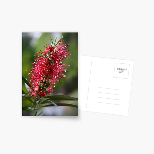 Item preview, Native Bottlebrush  designed and sold by JessWickens91.