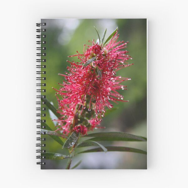 Item preview, Native Bottlebrush  designed and sold by JessWickens91.