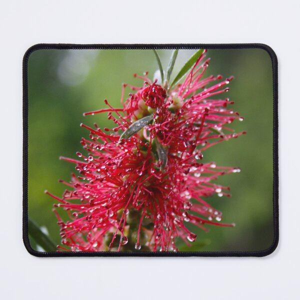 Item preview, Native Bottlebrush  designed and sold by JessWickens91.