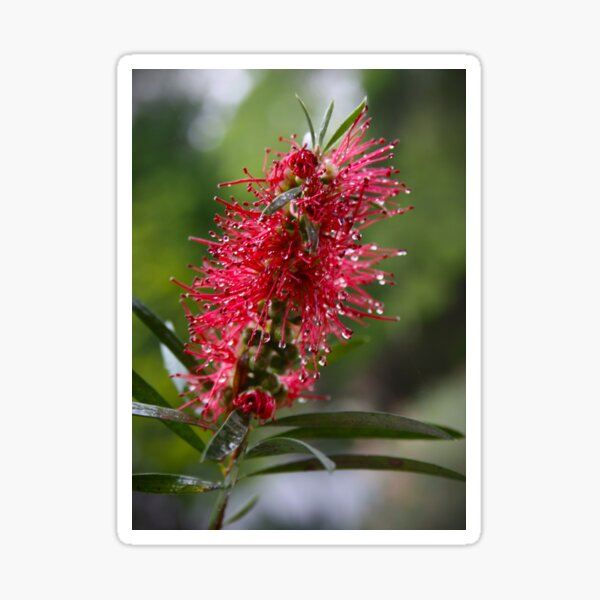 Item preview, Native Bottlebrush  designed and sold by JessWickens91.