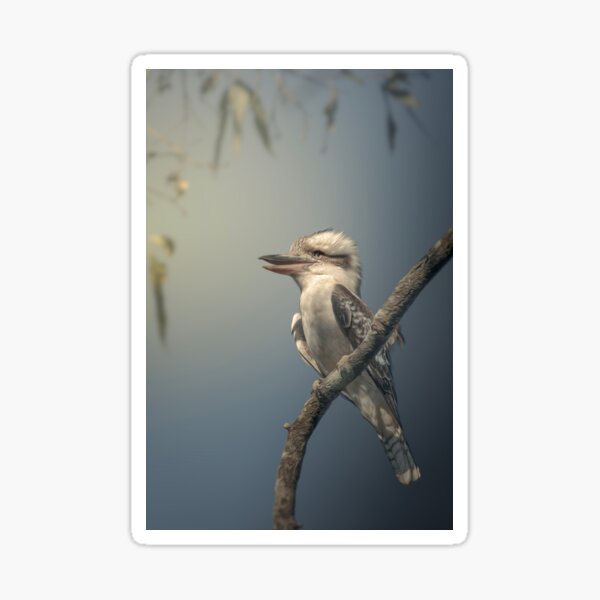 Aperçu de l'œuvre Rire Kookaburra créée et vendue par robdwildlife.