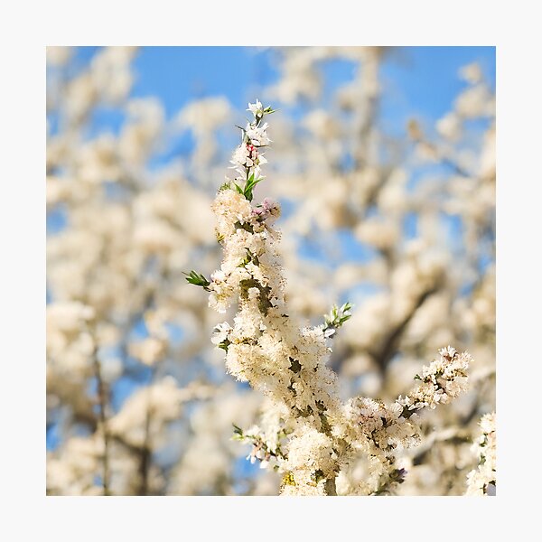 Item preview, Spring Blossom Bokeh – Delicate White Blooms Against Blue Sky designed and sold by ArtArchive-KK.