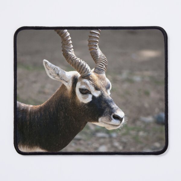Item preview, Male Blackbuck designed and sold by Vac1.