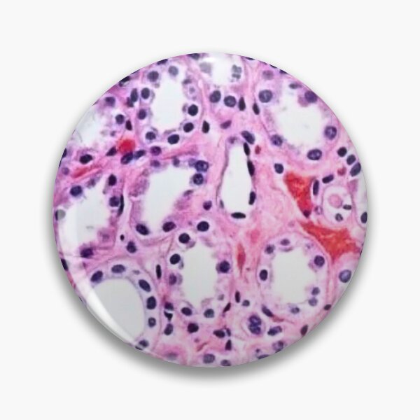Item preview, Histology  designed and sold by Echo Aesthetics.