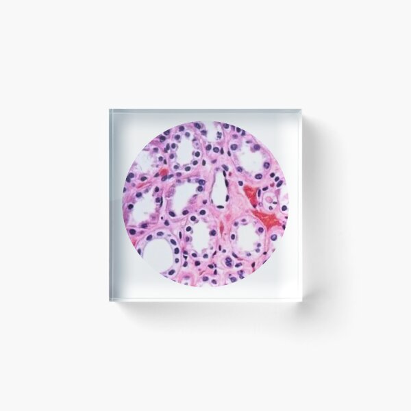 Item preview, Histology  designed and sold by Echo Aesthetics.