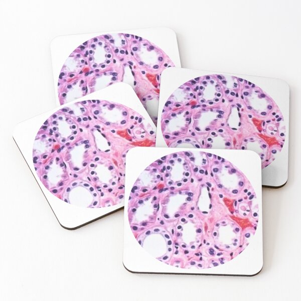 Item preview, Histology  designed and sold by Echo Aesthetics.