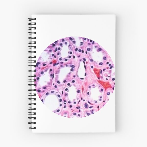Item preview, Histology  designed and sold by Echo Aesthetics.
