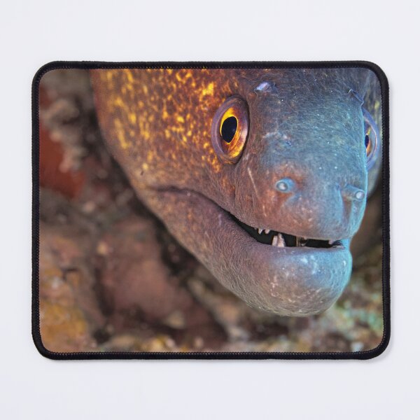 Item preview, Moray eel popping in designed and sold by Stills by Greet Meulepas.