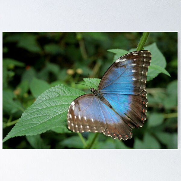 Artikelvorschau, Blue Butterfly entworfen und verkauft von Hannah Welbourn.