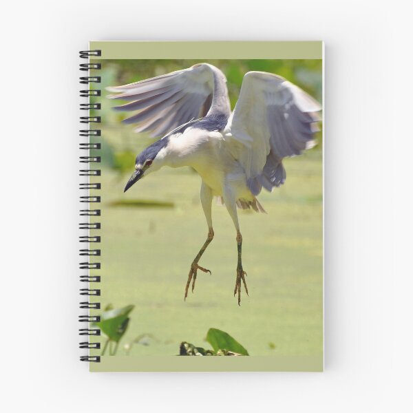Item preview, Black-Crowned Night Heron designed and sold by Savannah Gibbs.