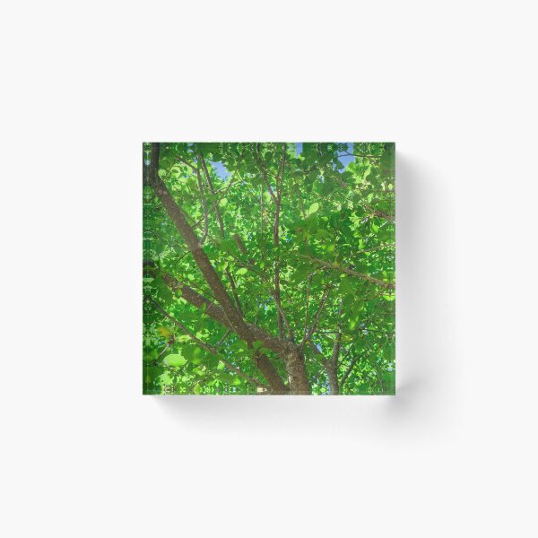 Item preview, Under the leaves designed and sold by Declic Alan.