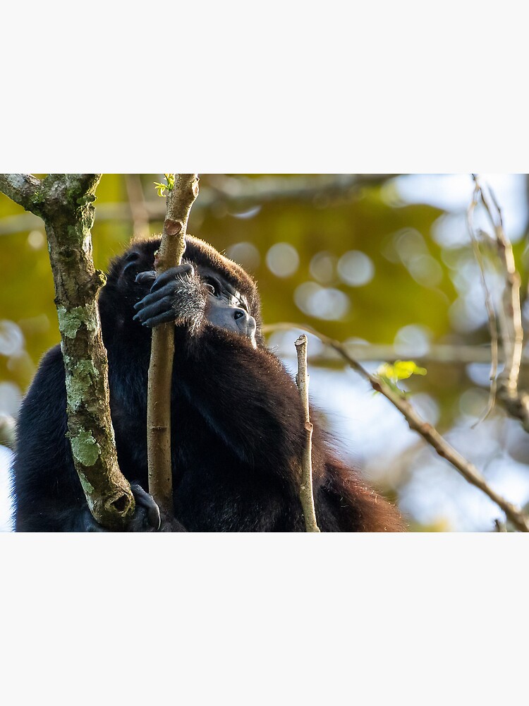 Thumbnail 2 of 2, Art Board Print, Howler Monkey in Costa Rica designed and sold by youngpip.