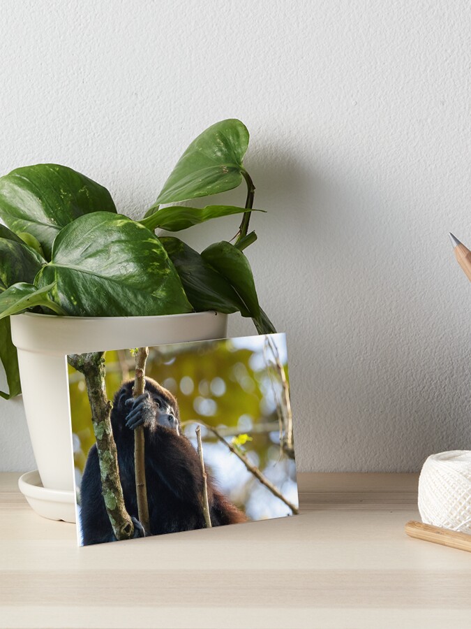Thumbnail 1 of 2, Art Board Print, Howler Monkey in Costa Rica designed and sold by youngpip.