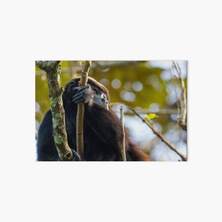 Howler Monkey in Costa Rica Art Board Print