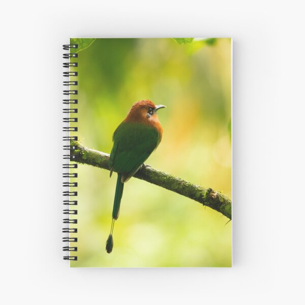 Item preview, Costa Rican Motmot designed and sold by Philip Ward Photography.