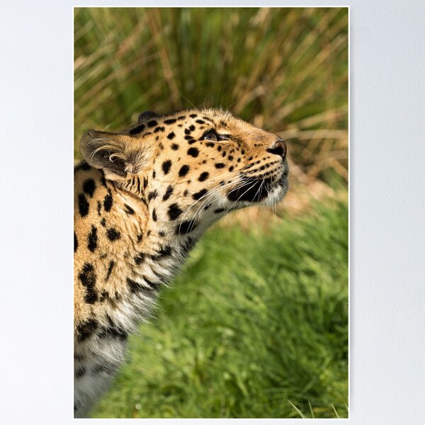 Leopard Poster