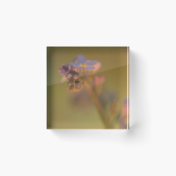 Item preview, Do Gardeners Dream of Forget-Me-Nots? designed and sold by duncandragon.