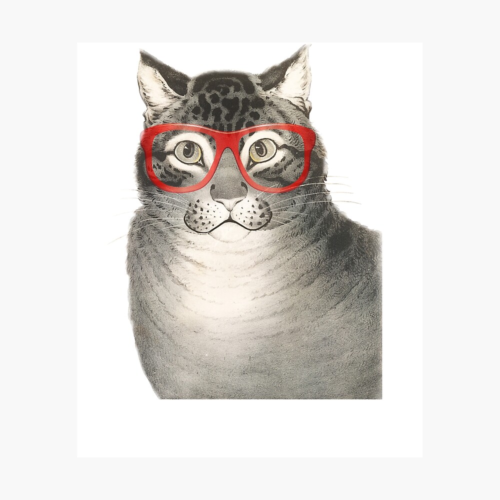 Poster Drole Chat Portant Des Lunettes Mignon Chat Kitty Felin Amant Cadeau Pour Chat Maman Chat Papa Chat Enfant Par Madeulaugh Redbubble