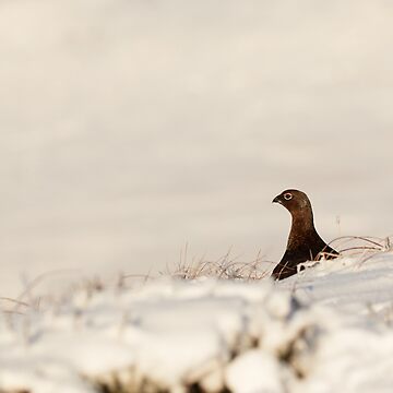 Artwork thumbnail, Red Grouse in the snow, Peak District, UK by Philip Ward Photography