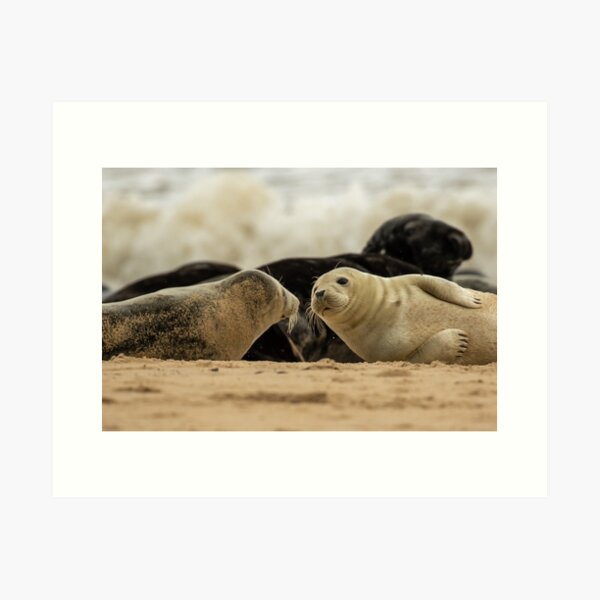 Seal buddies in Norfolk, UK Art Print